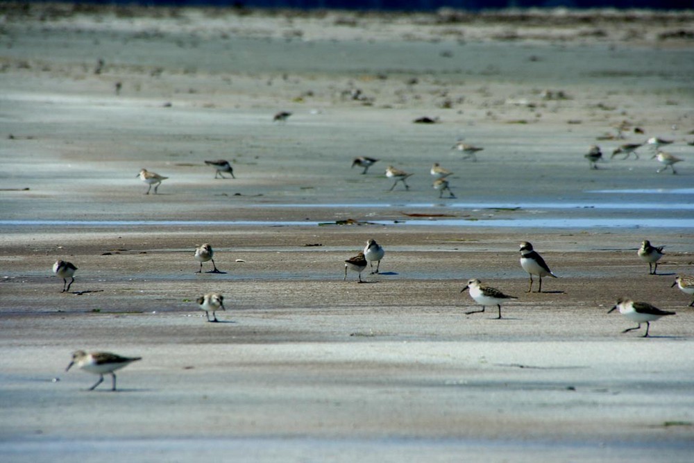 Strandläufer wohin das Auge reicht