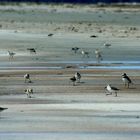 Strandläufer wohin das Auge reicht