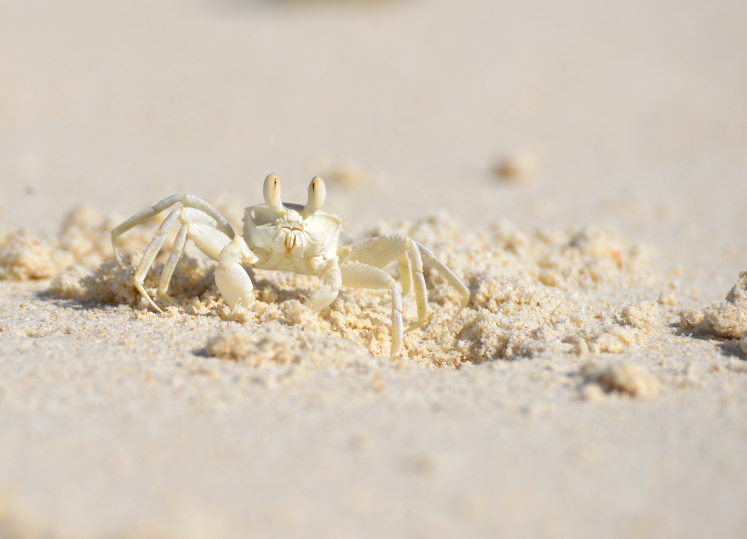 "Strandläufer2"