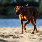 * Strandläuferin *