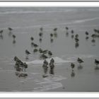 Strandläuffer....