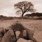 Strandlandschaft