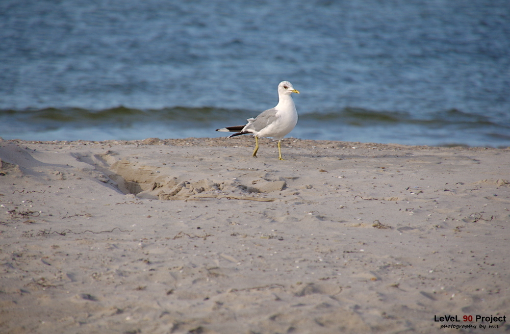 " Strandlaufmöwe "