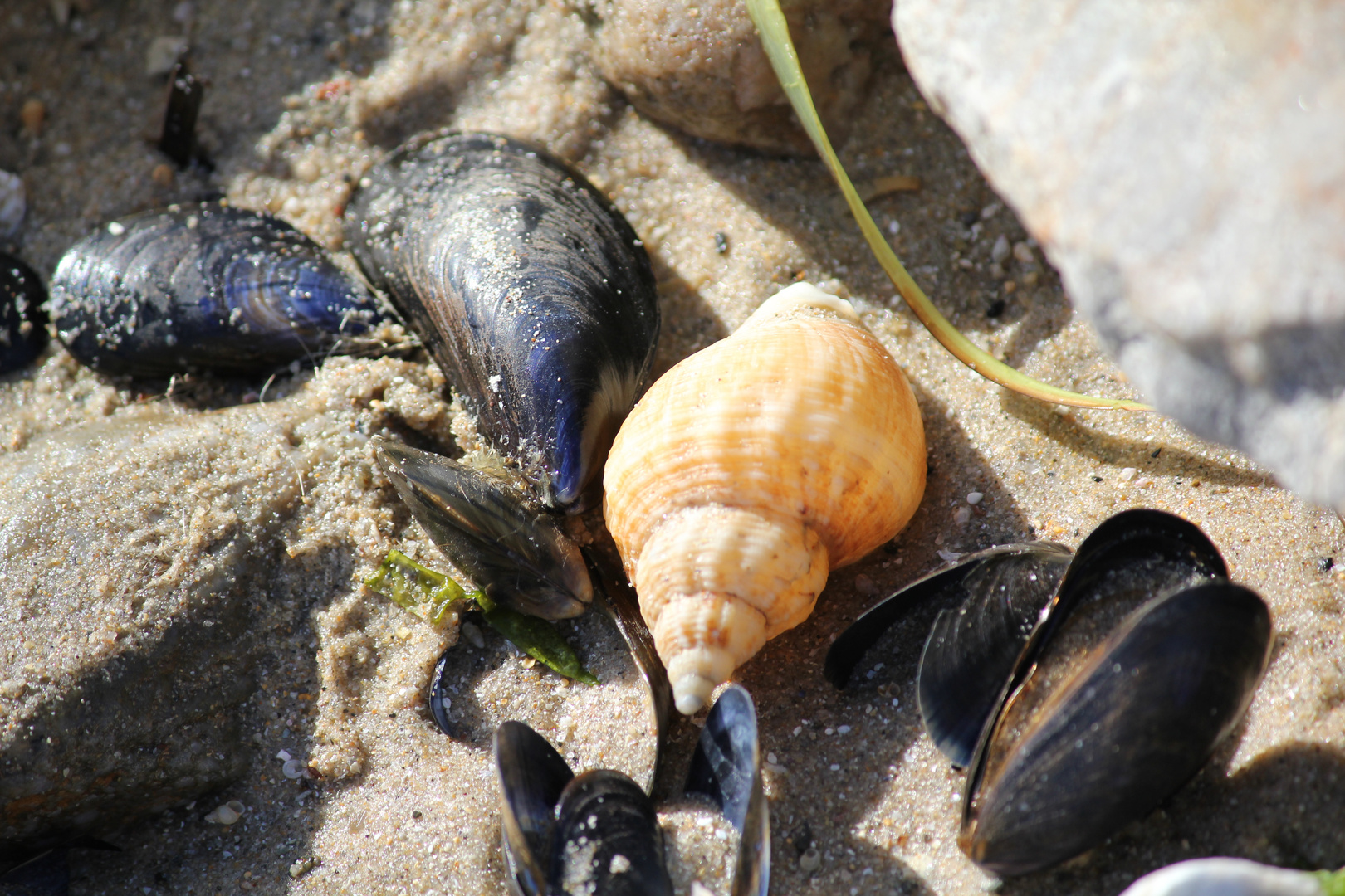 Strandleben