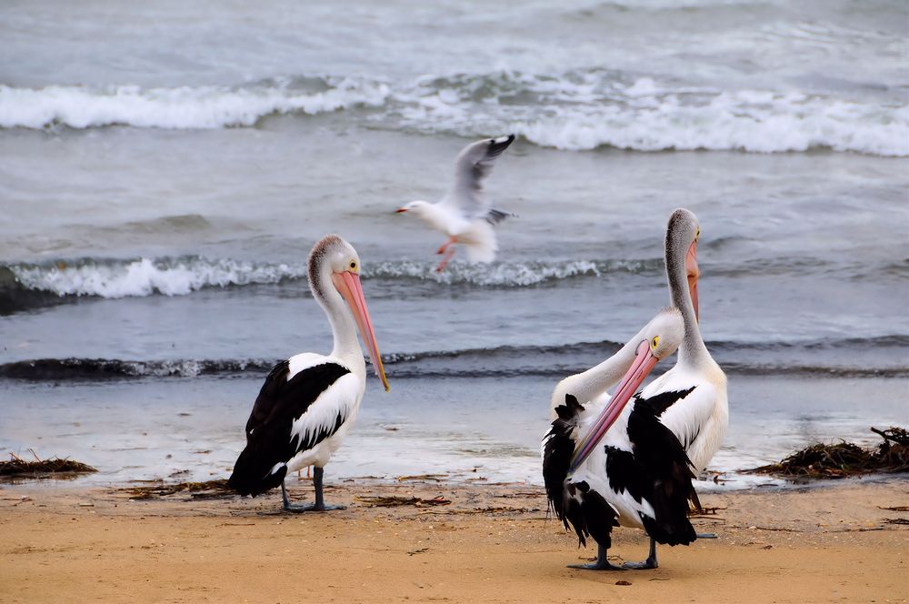 Strandleben