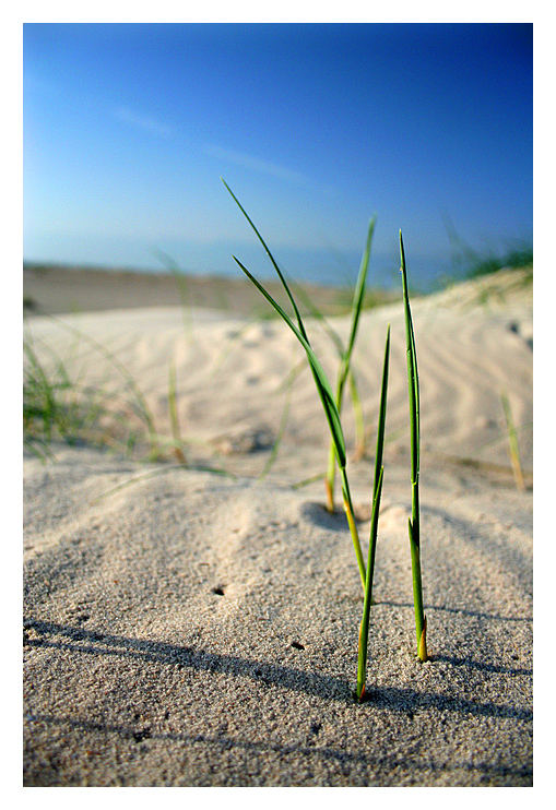 Strandleben einmal anders RELOAD