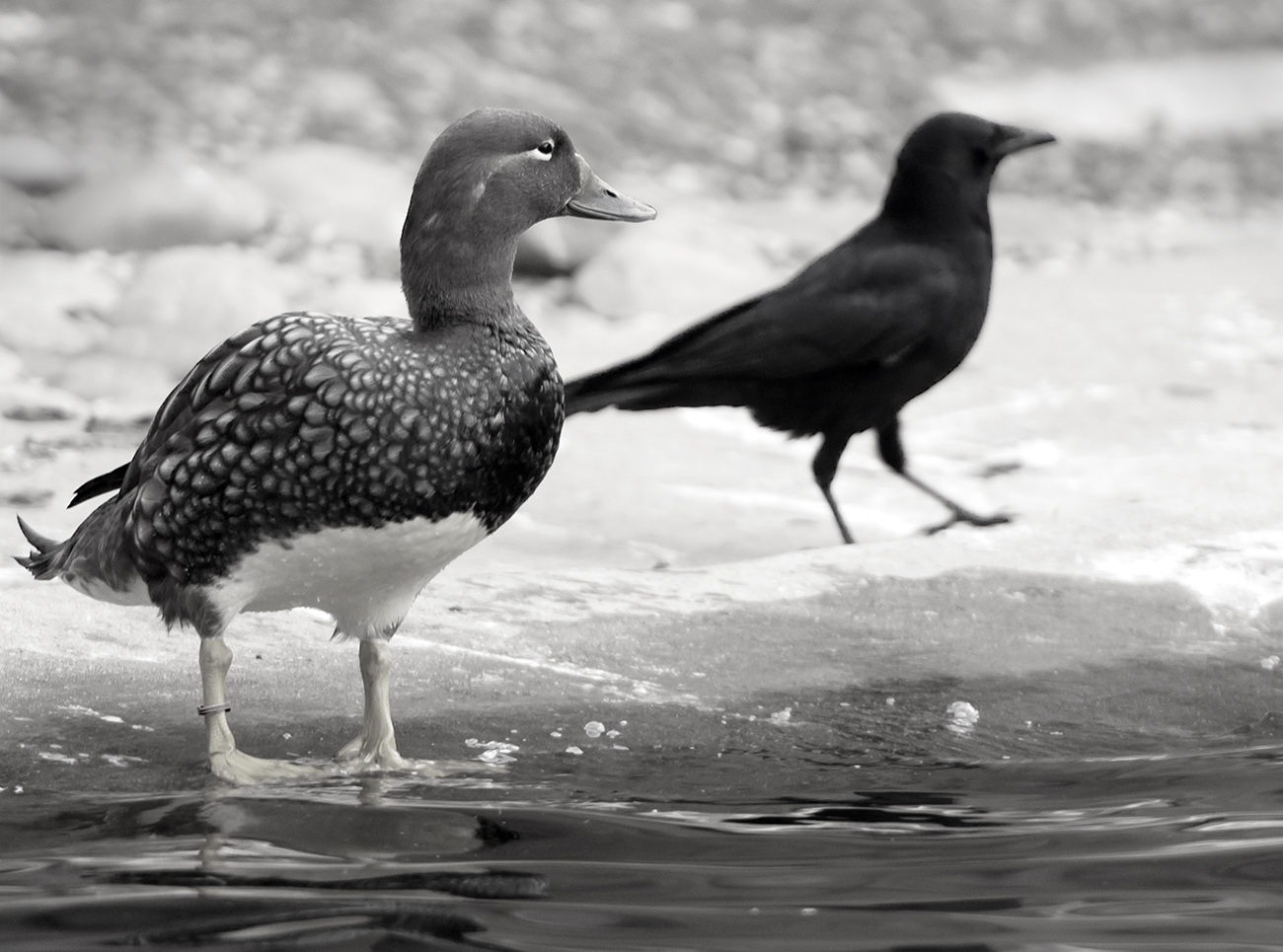 Strandleben im Winter