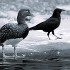 Strandleben im Winter