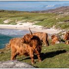 Strandleben in Schottland