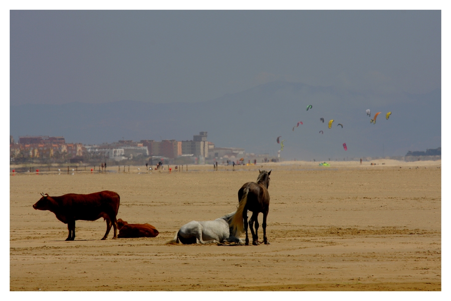 Strandleben in Tarifa