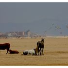 Strandleben in Tarifa