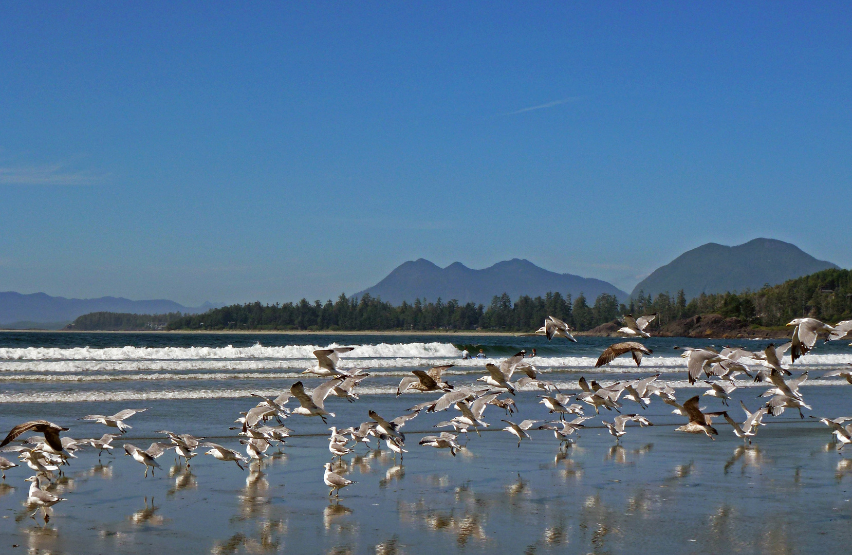 "Strandleben" in Tofino