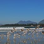 "Strandleben" in Tofino