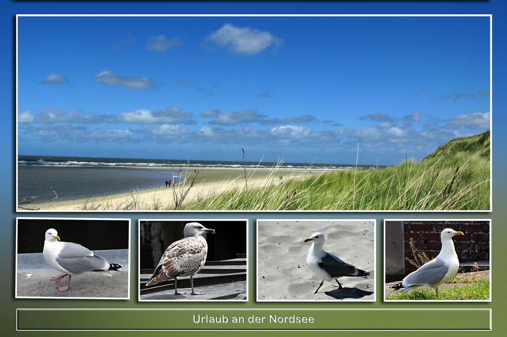 Strandleben mit Möven