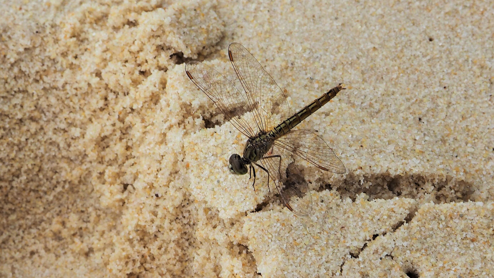 Strandlibelle