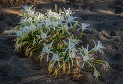 strandlilien...