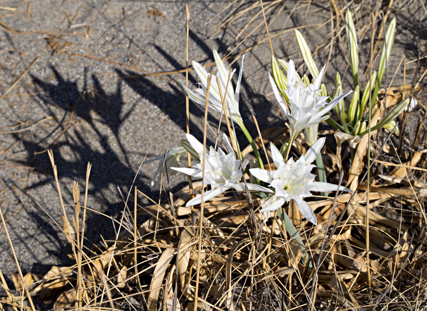 strandlilien