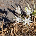 strandlilien