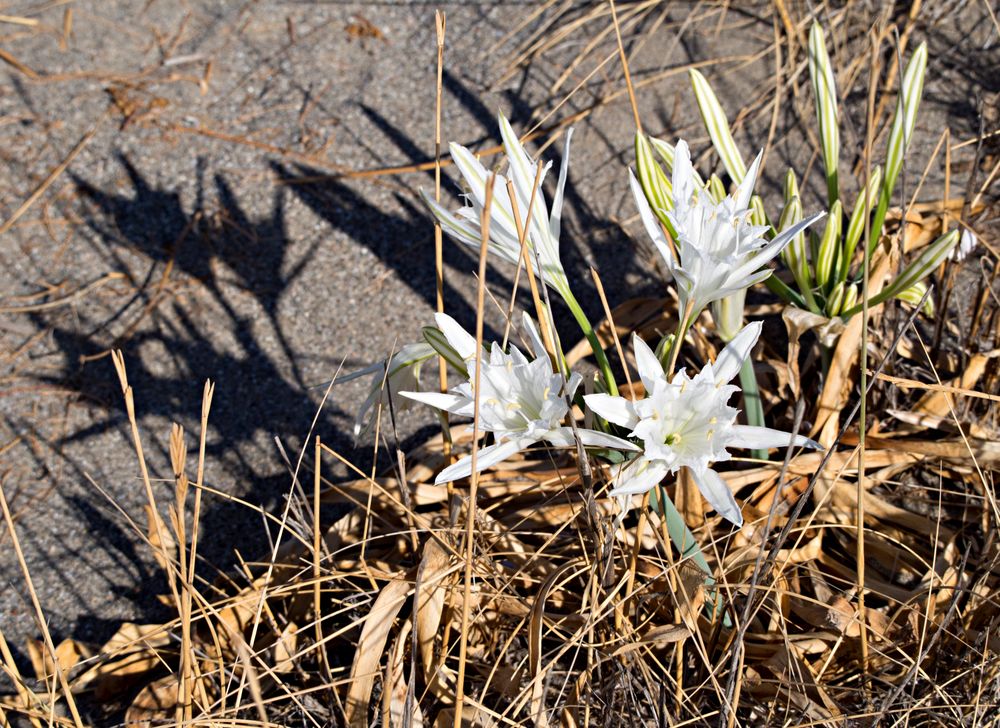 strandlilien