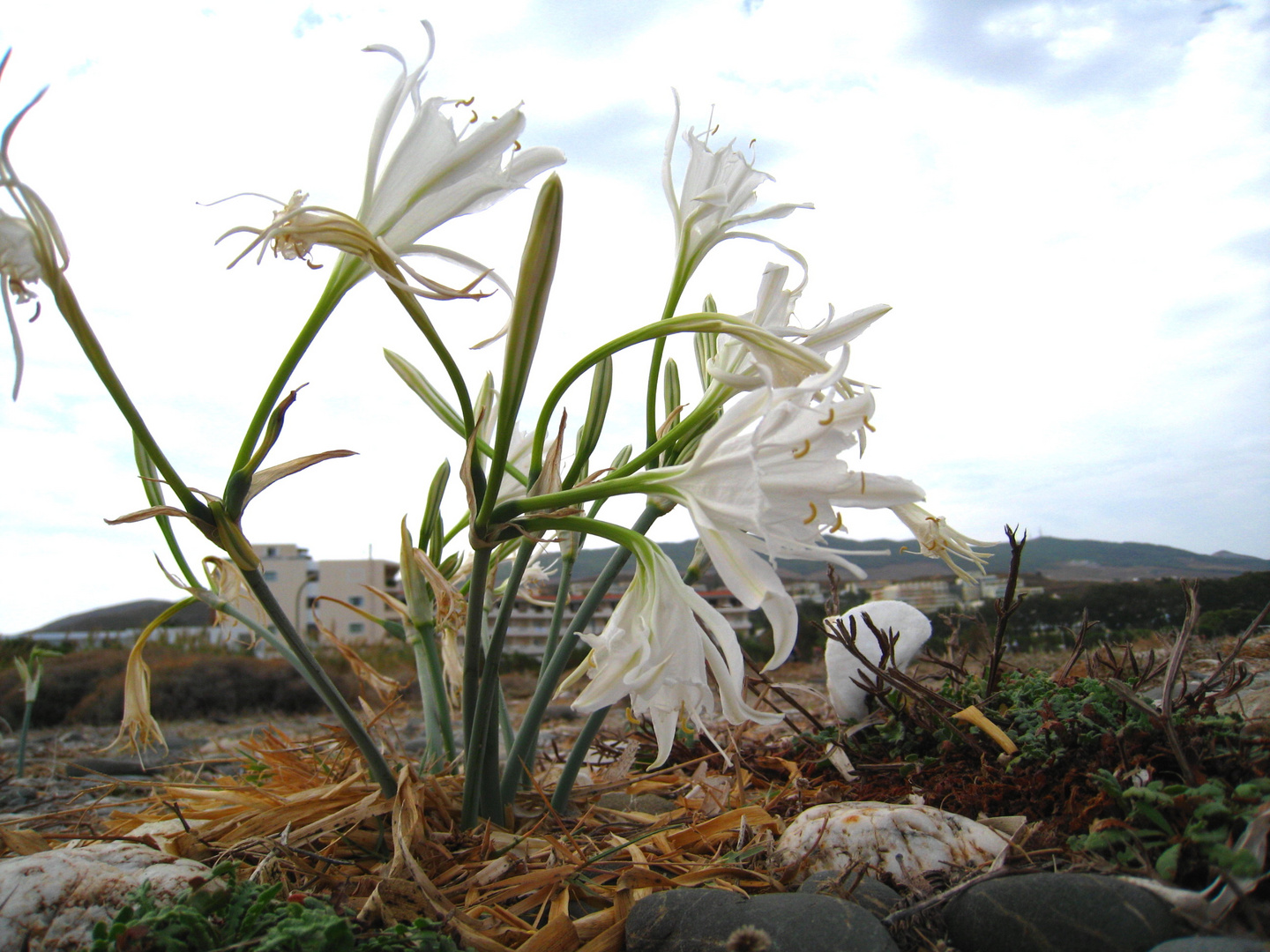 Strandlilien