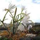 Strandlilien