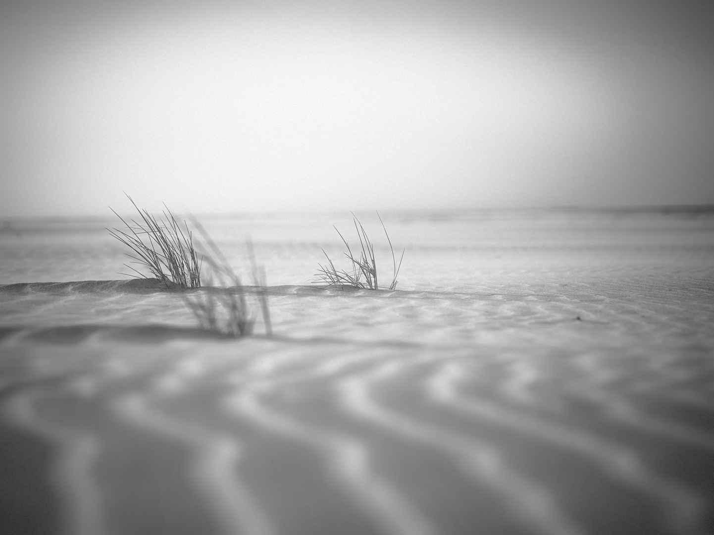 Strandlinien 