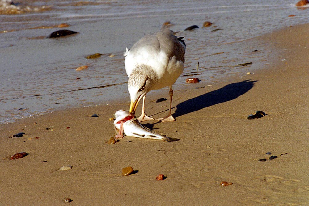 Strandmahlzeit