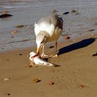 Strandmahlzeit