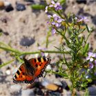 Strandmakro ohne Macro aber dafür mit sonen dänischen Flatterdinges drauf