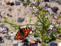 Strandmakro ohne Macro aber dafür mit sonen dänischen Flatterdinges drauf