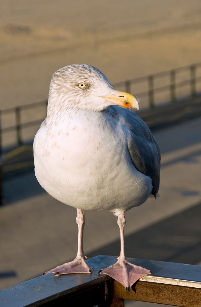 Strandmöve