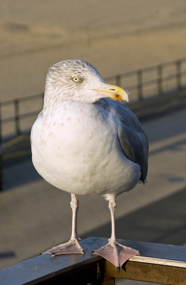 Strandmöve