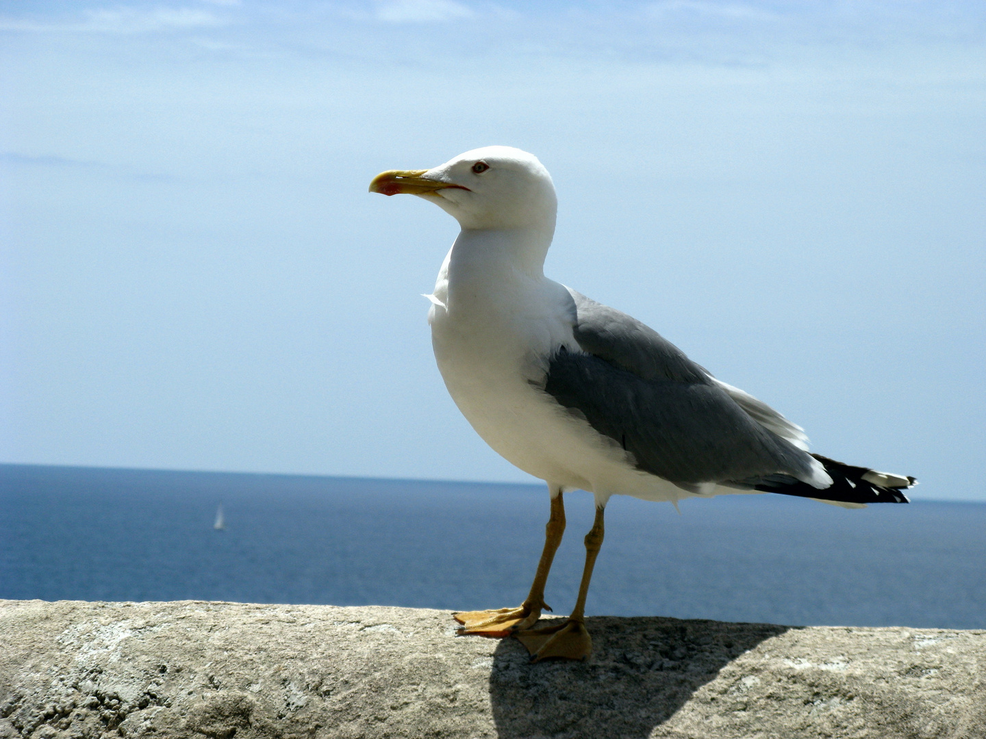 Strandmöwe