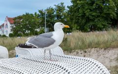 Strandmöwe 