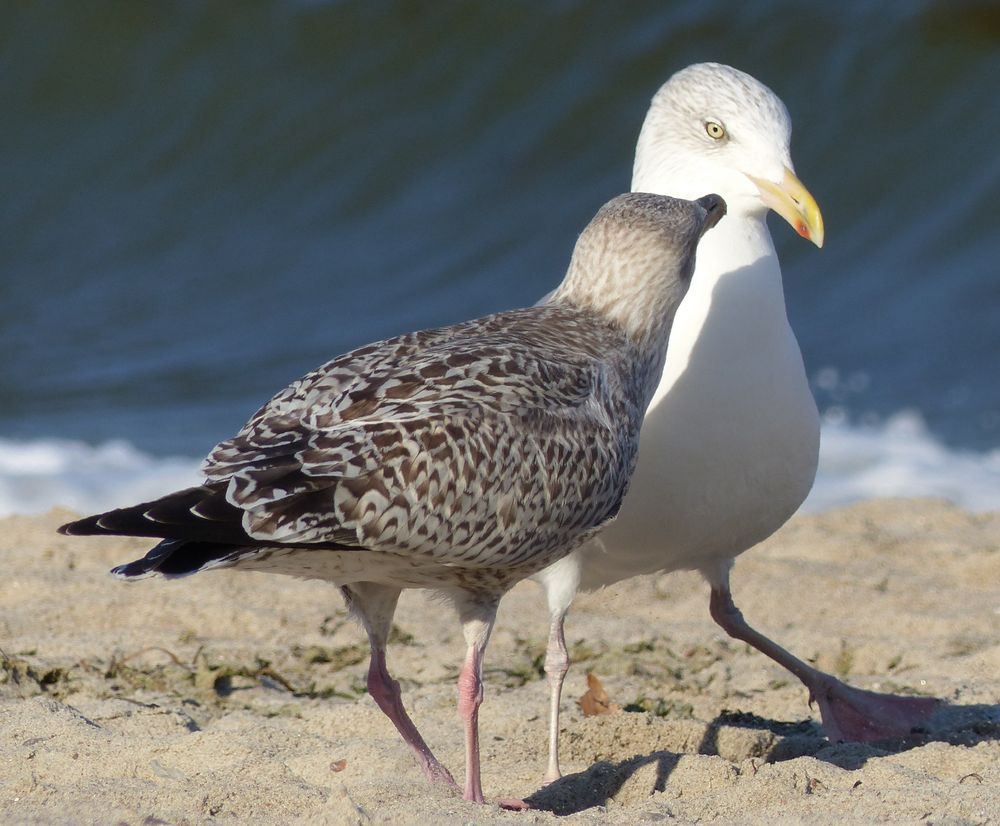 StrandMöwen