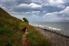 Strandmohn