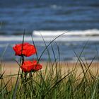 °°° Strandmohn °°°