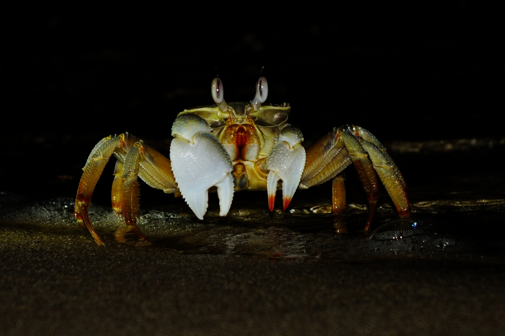 Strandmonster