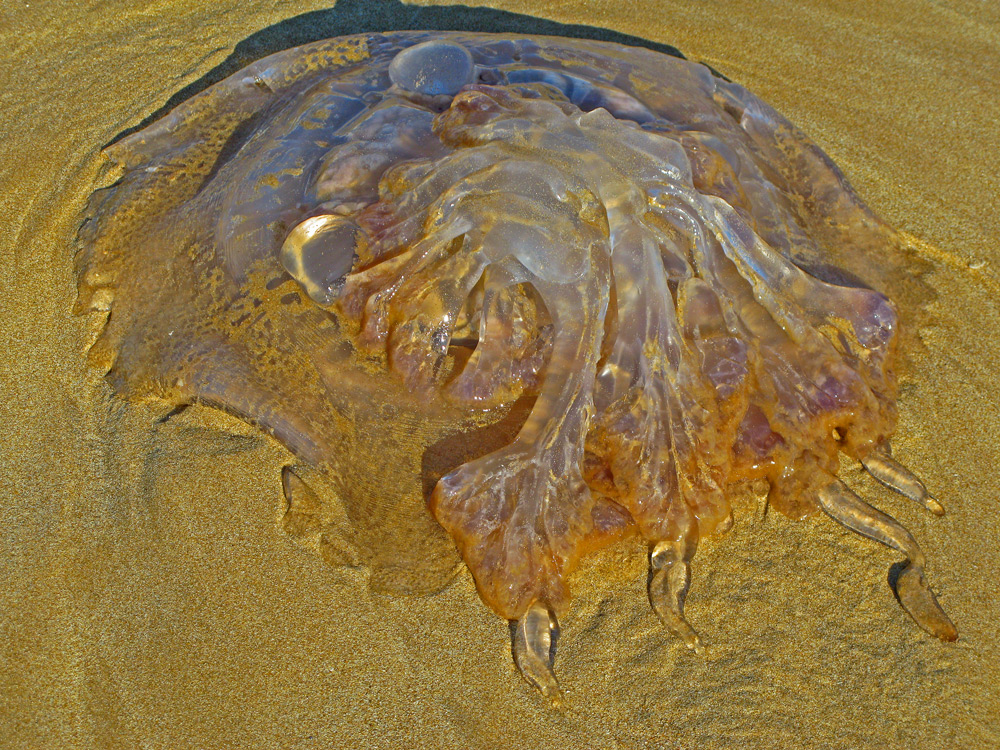 Strandmonster