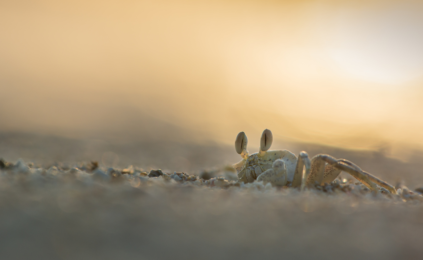 ____Strandmorgen________