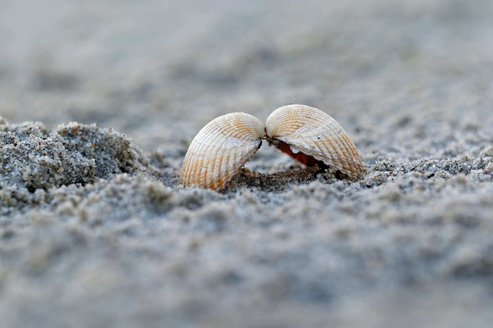 Strandmupfel