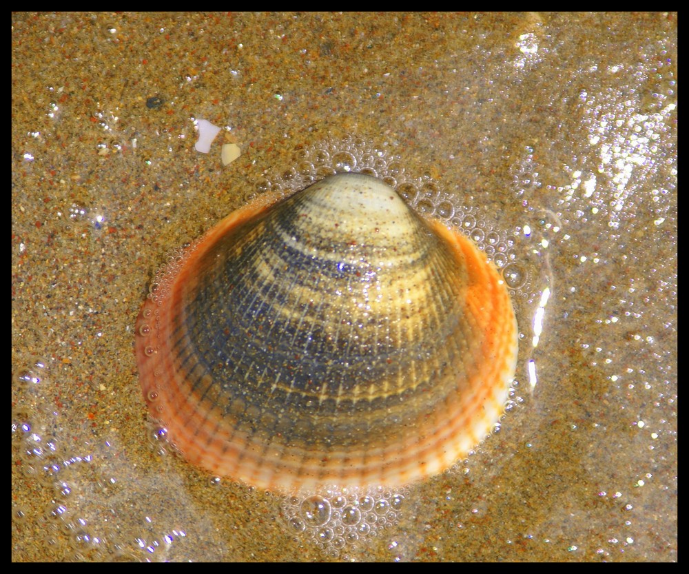 strandmuschel