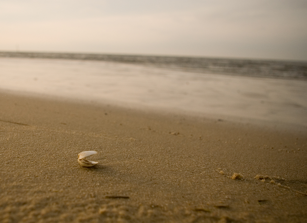 Strandmuschel