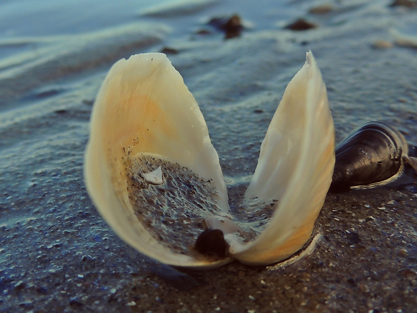 Strandmuschel im Abendlicht