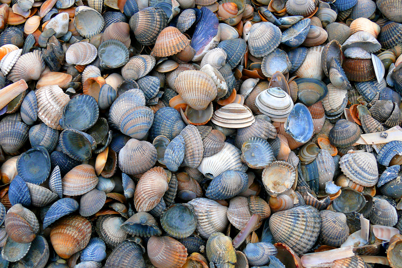 Strandmuscheln