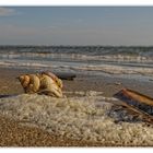 Strandmuscheln