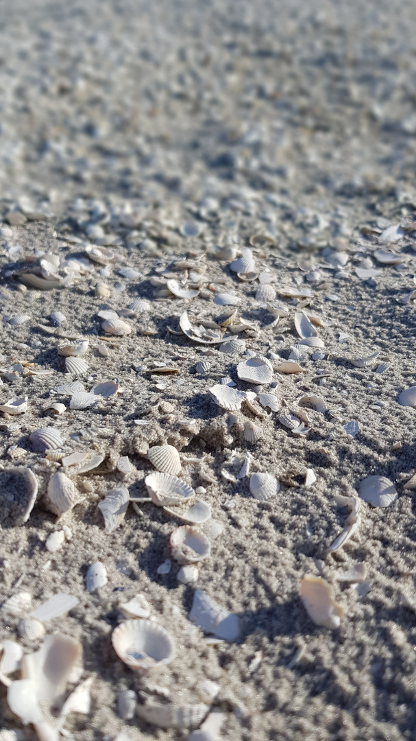 Strandmuscheln