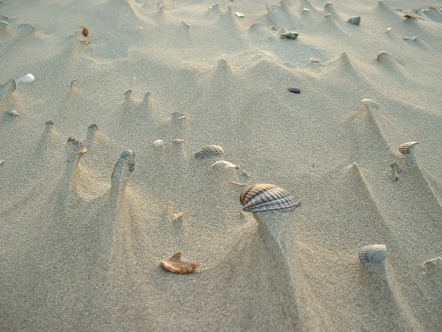 "Strandmuscheln"