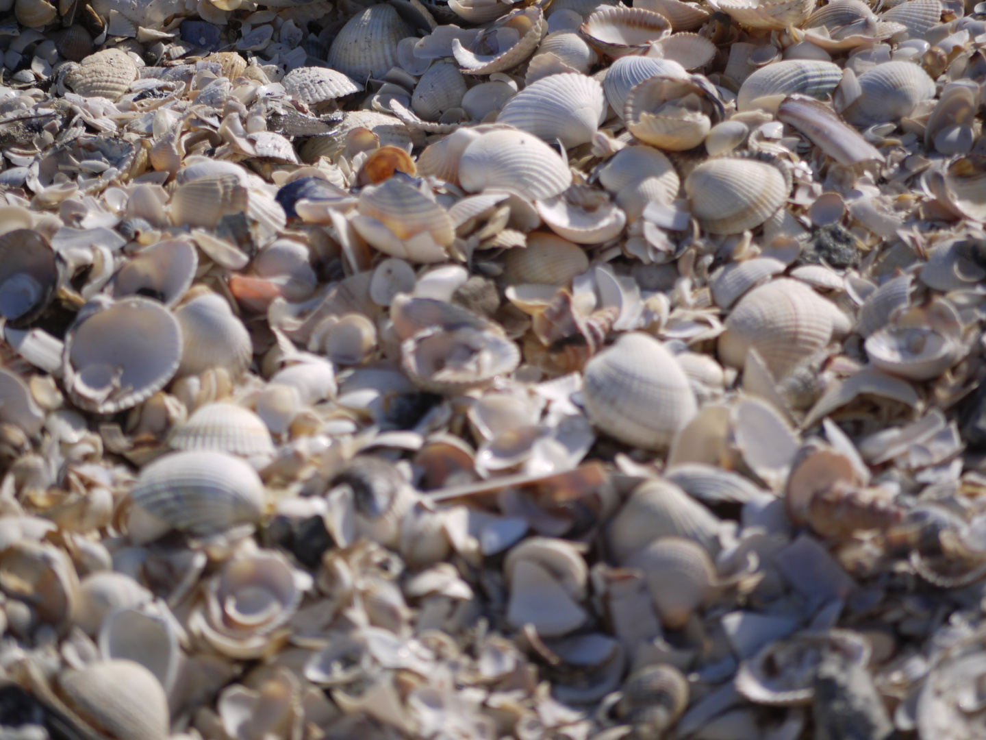 Strandmuscheln