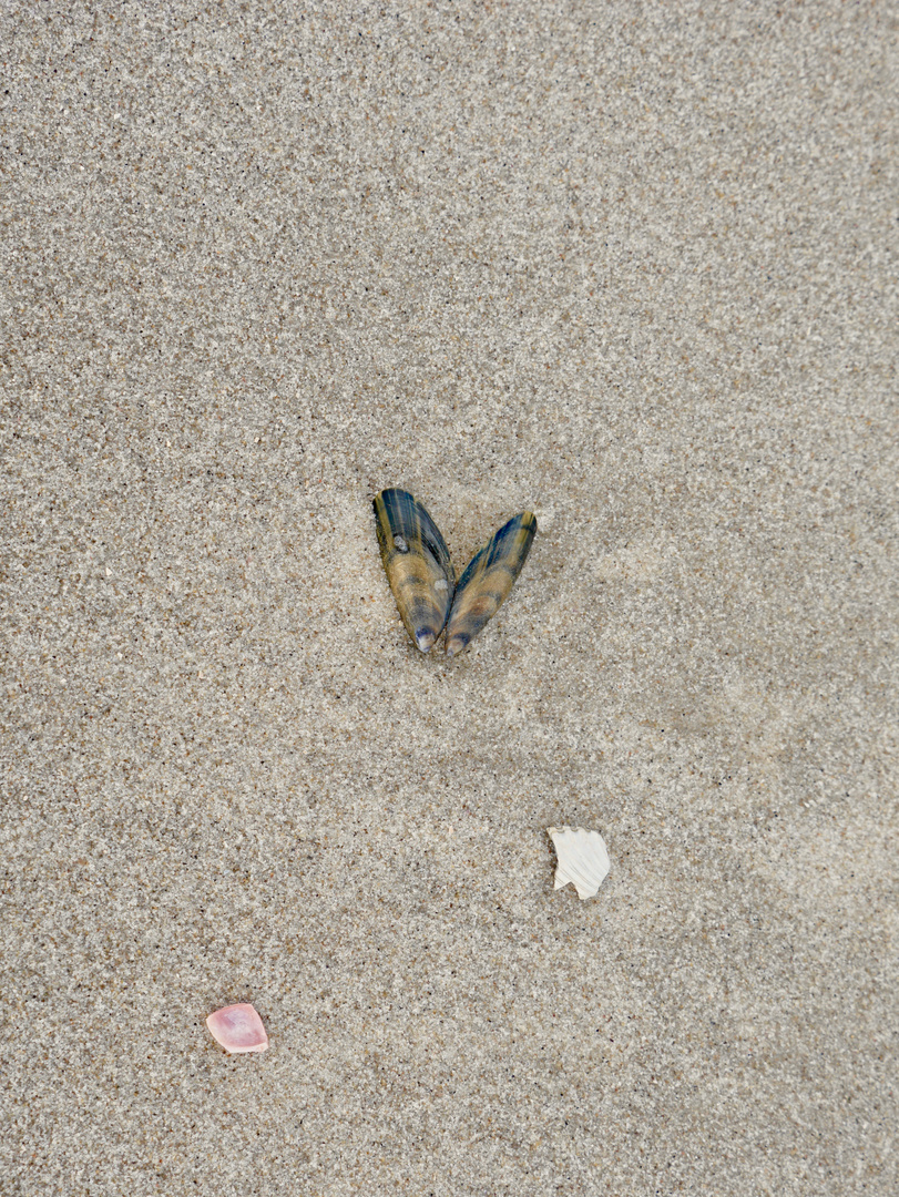 Strandmuscheln Wangerooge